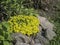 Biting stonecrop, evergreen ground cover plant blooming