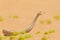 Bitis peringueyi, PÃ©ringuey`s Adder, poison snake from Namibia sand desert. Small viper in the nature habitat, Namib-Naukluft