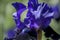 Bitone Purple blue Tall Bearded Iris Oklahoma Crude close up