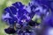 Bitone Purple blue Tall Bearded Iris Oklahoma Crude macro