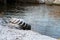 Bitsa river in the suburbs, bushes light snow, old tire, sky reflection not on the water surface, ecology, background