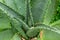 Bitter aloe aloe ferox plant closeup - Davie, Florida, USA