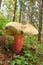 Bitter beech bolete mushroom