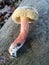 Bitter bolete mushroom
