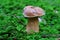 Bitter Bolete mushroom growth in green grasses of conifer forest, fall season nature details