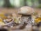 Bitter bolete - Tylopilus felleus