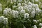 Bitter candytuft, Iberis amara