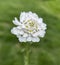 Bitter candytuft, Iberis amara