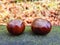 Bitter chestnuts resting on a smooth stone with a blurred background to put texts. Bitter chestnuts are the seed of Aesculus