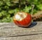 Bitter chestnuts resting on a wood with a blurred background to put texts. Bitter chestnuts are the seed of Aesculus hippocastanum