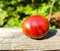 Bitter chestnuts resting on a wood with a blurred background to put texts. Bitter chestnuts are the seed of Aesculus hippocastanum