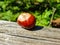 Bitter chestnuts resting on a wood with a blurred background to put texts. Bitter chestnuts are the seed of Aesculus hippocastanum