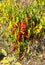 Bitter chili pepper on a plant in the vegetable garden