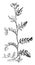 Bitter Cress vintage illustration