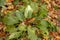 Bitter Dock Rumex obtusifolius green leaves in autumn. Close up. Detail