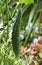 Bitter gourd, green, coarse skin, used for cooking and as herbs, soft background.