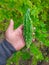 Bitter Gourd On Hand. Looking Green With Leaves.