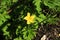 Bitter gourd plant flowers and leaves