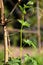 Bitter gourd plant growing on the basis of dried bamboo