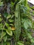 The bitter gourd plant with leaves background