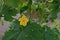 Bitter gourd, vine vegetable