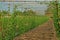 Bitter gourd, vine vegetable cultivation