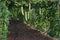 Bitter gourd, vine vegetable cultivation, fruiting vegetable