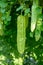 Bitter melon, Bitter gourd or Bitter squash hanging plants in a farm.