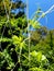 Bitter melon vine creeping along with the help of a nylon net support