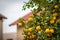 bitter orange tree laden with fruits and flowers