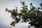 bitter orange tree laden with fruits and flowers,