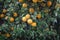 bitter orange tree laden with fruits and flowers,