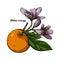 Bitter Seville sour bigarade marmalade orange citrus tree Citrus aurantium leaf and purple flowers. Vector illustration of