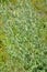 Bitter wormwood Artemisia absinthium L.. Flowering plant