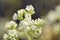 Bittercress flower Cardamine hirsuta