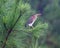 Bittern Bird Sits in a Pine Tree