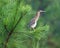 Bittern Bird Sits in a Pine Tree