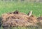 Bittern sitting in a haystack