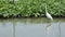 Bittern white bird or Egret birds flying and looking food in Chao Phraya river