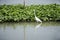 Bittern white bird or Egret birds flying and looking food in Chao Phraya river at outdoor of Wat Ku or Phra Nang Rua Lom temple at