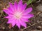 Bitterroot Flower at the National Bison Range in Montana USA