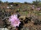 Bitterroot Flowers in the Desert