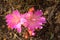 Bitterroot Lewisia rediviva Pink Wildflowers