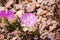 Bitterroot Lewisia rediviva, the state flower of Montana; blooming in spring in Pinnacles National Park, California