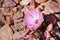 Bitterroot Lewisia rediviva, the state flower of Montana; blooming in spring in Pinnacles National Park, California