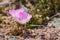 Bitterroot Lewisia rediviva, the state flower of Montana; blooming in spring in Pinnacles National Park, California