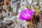 Bitterroot Lewisia rediviva, the state flower of Montana; blooming in spring in Santa Cruz mountains, south San Francisco bay