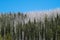 Bitterroot National Forest with trees that died in past forest fires