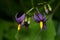 Bittersweet Nightshade - Solanum dulcamara