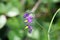 Bittersweet nightshade (Solanum dulcamara)